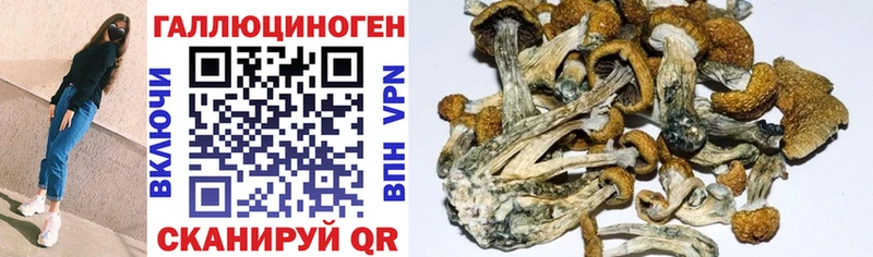 Галлюциногенные грибы Cubensis  Ефремов 