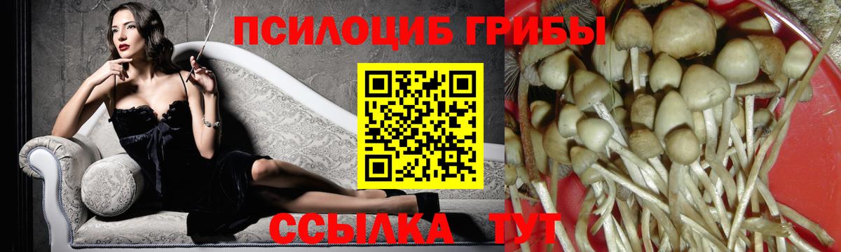 Псилоцибиновые грибы Psilocybine cubensis Ефремов